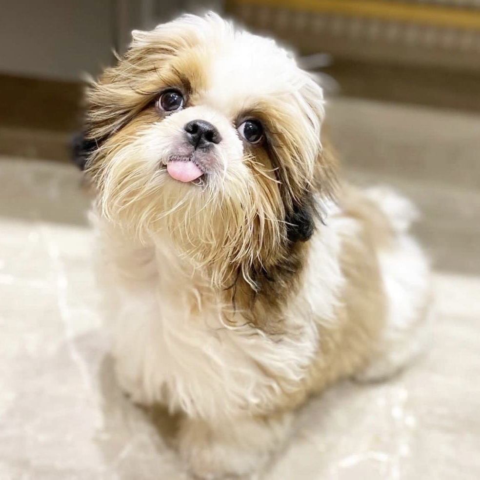 available shih tzu puppies