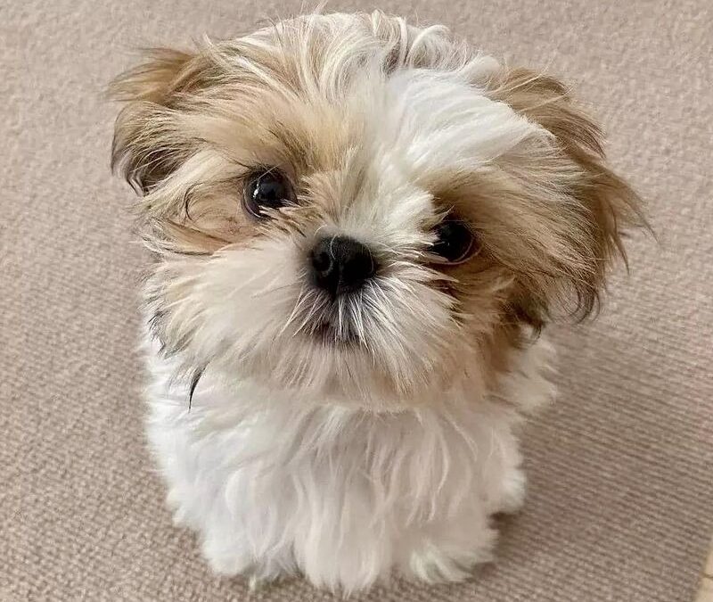 Shih Tzu Puppies For Sale, All You Must Know