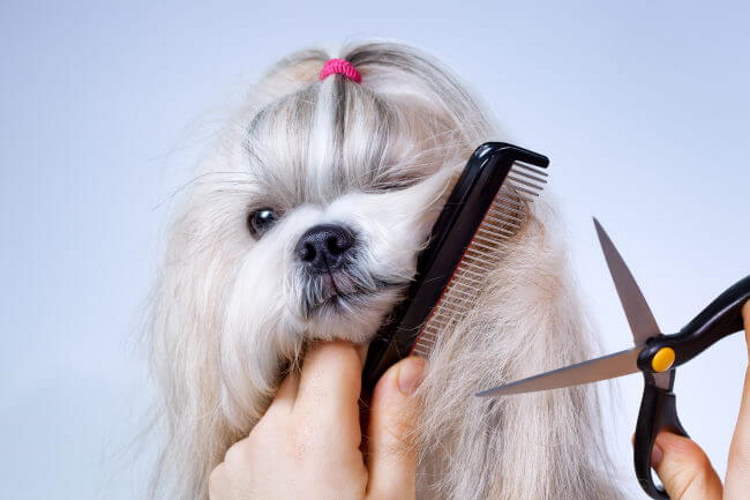 3 Simple Steps To Groom Your Shih Tzu At Home