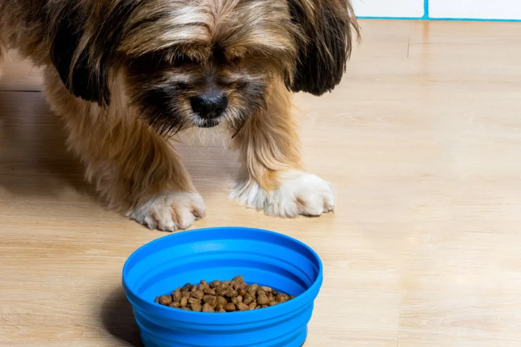 immune boosting foods for dogs
