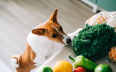 Best Immune Boosting Foods For Your Dog