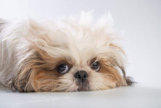 Do shih tzu dogs have separation anxiety