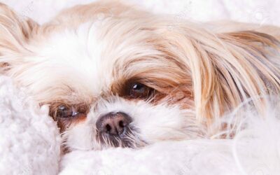 Do Shih Tzu Dogs Have Separation Anxiety?