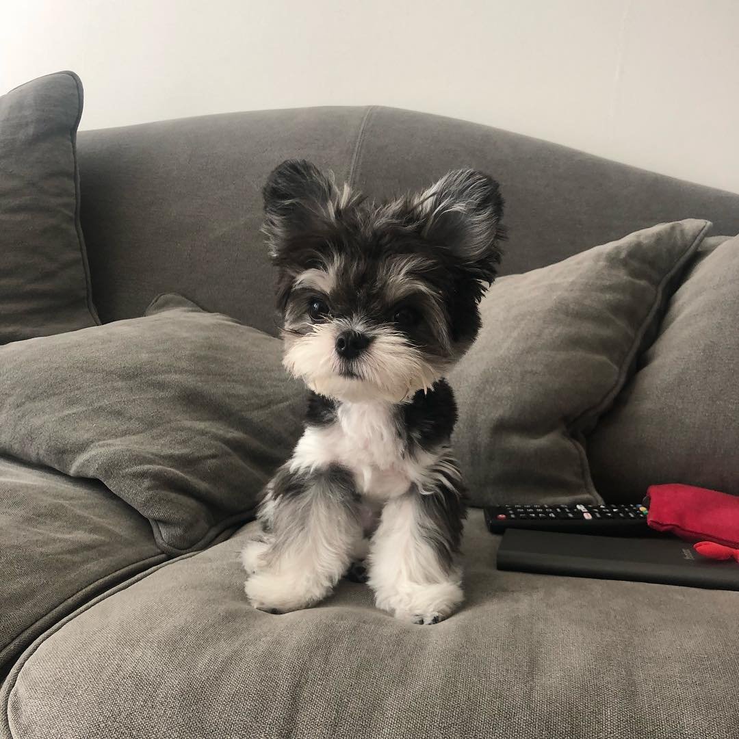 available shih tzu puppies