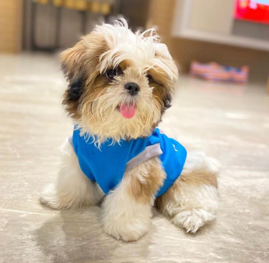 available shih tzu puppies