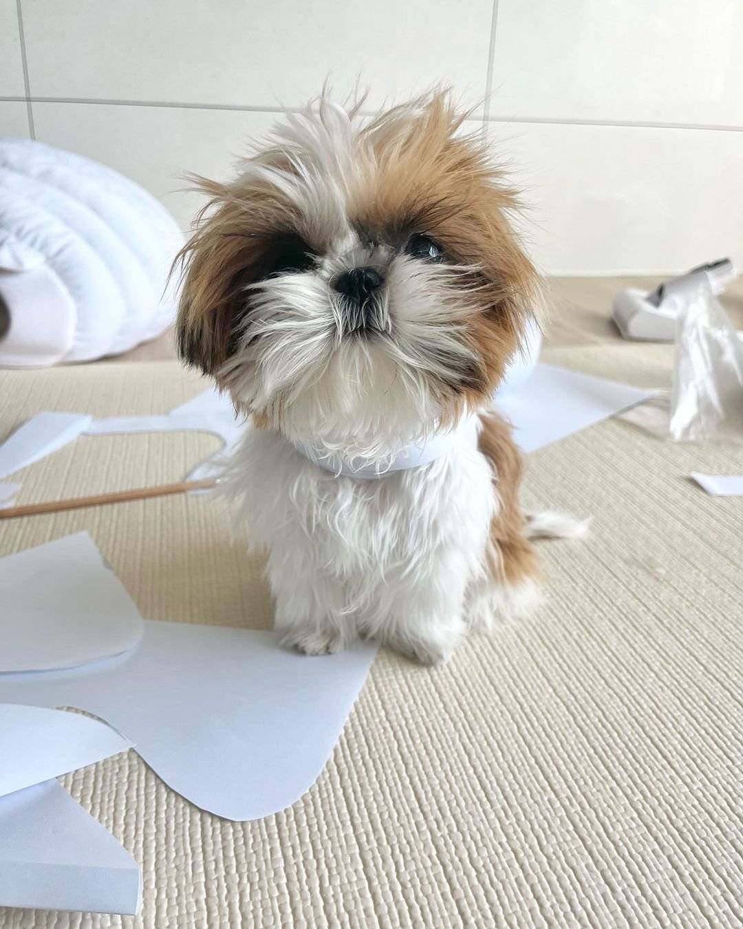 available shih tzu puppies