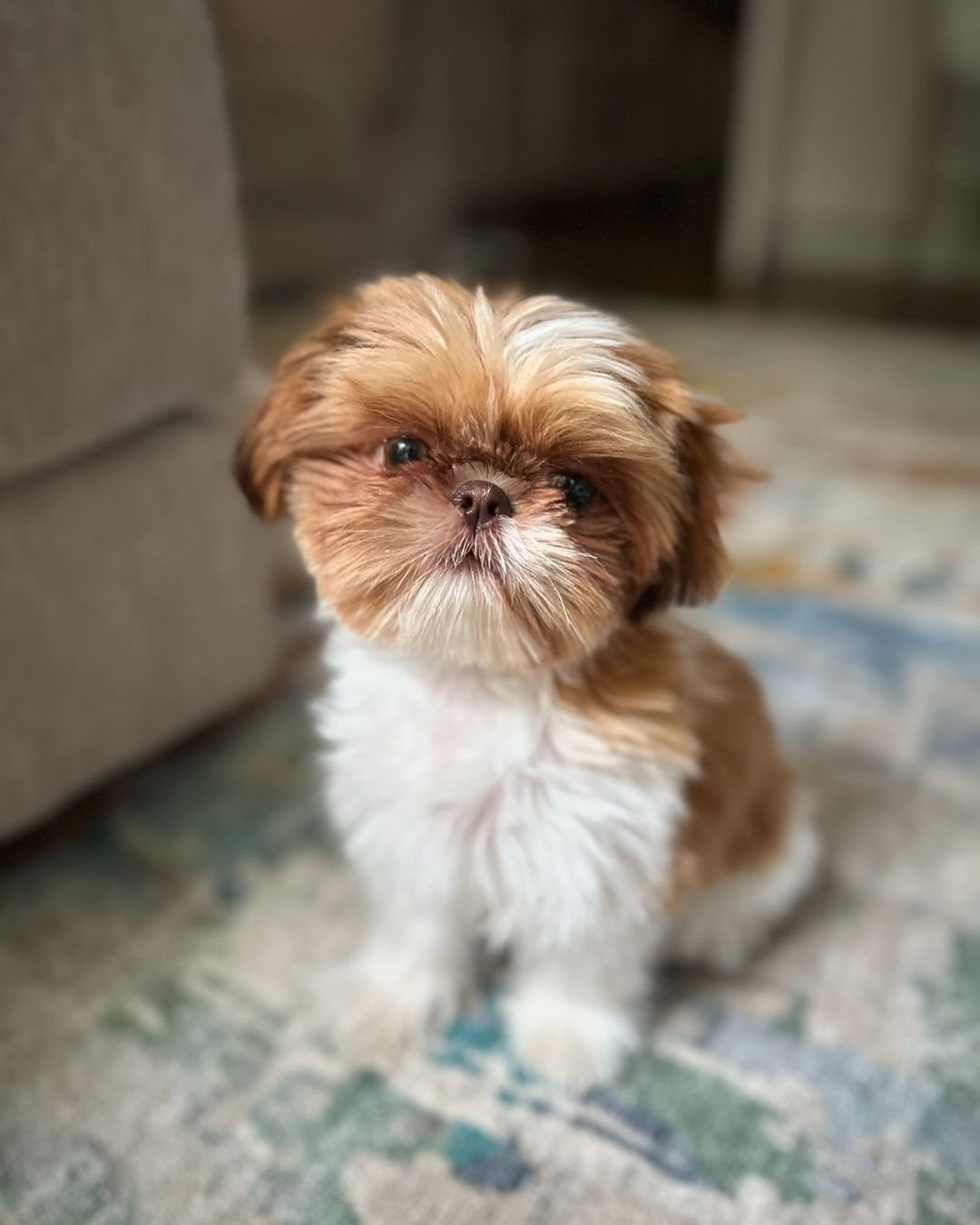 Shih Tzu for Sale
