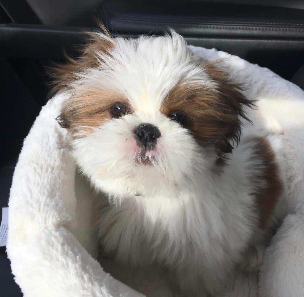 available shih tzu puppies